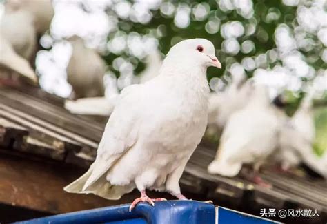 白鴿在窗外風水|白鴿飛入屋有什麼預兆 白鴿飛入屋是吉是凶